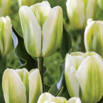 Fehér Szirmok - Tulipán Kollekció