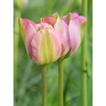 Fehér Szirmok - Tulipán Kollekció