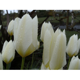 Fehér Szirmok - Tulipán Kollekció