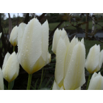 Fehér Szirmok - Tulipán Kollekció
