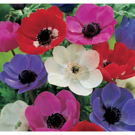 Koronás Szellőrózsa 'De Caen' Mix