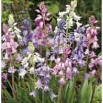 Spanyol kékcsengő / Jácint MIX