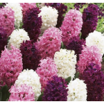 Rózsaszín Pasztell Jácint Mix