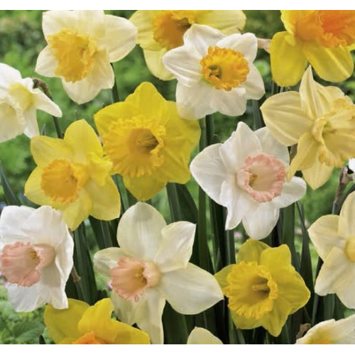 Nagyvirágú Nárcisz Mix