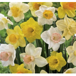 Nagyvirágú Nárcisz Mix