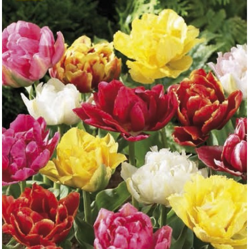 Korai Teltvirágú Tulipán Mix