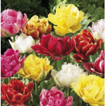 Korai Teltvirágú Tulipán Mix