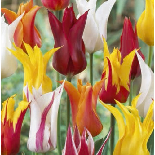 Liliomvirágú Tulipán Mix