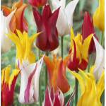 Liliomvirágú Tulipán Mix