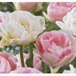 Érzéki Teltszirmok Virághagyma Mix