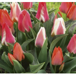 Botanikai (Greigii) Tulipán Mix