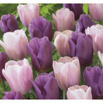 Macaron Tulipán Virághagyma Mix