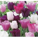 Pasztell Tulipán Mix