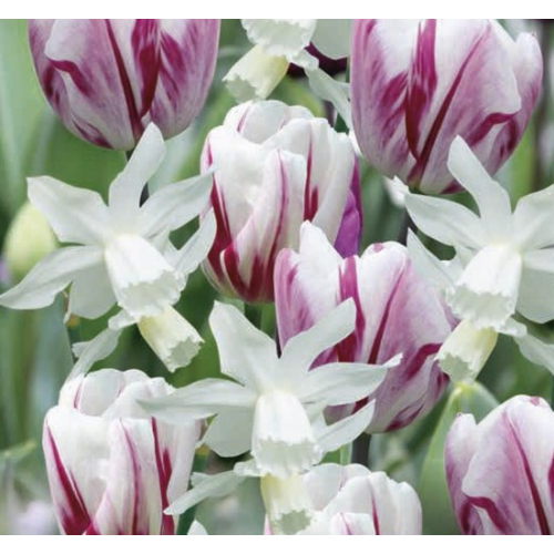 Rózsaszín / Fehér Tulipán - Nárcisz Mix