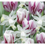 Rózsaszín / Fehér Tulipán - Nárcisz Mix