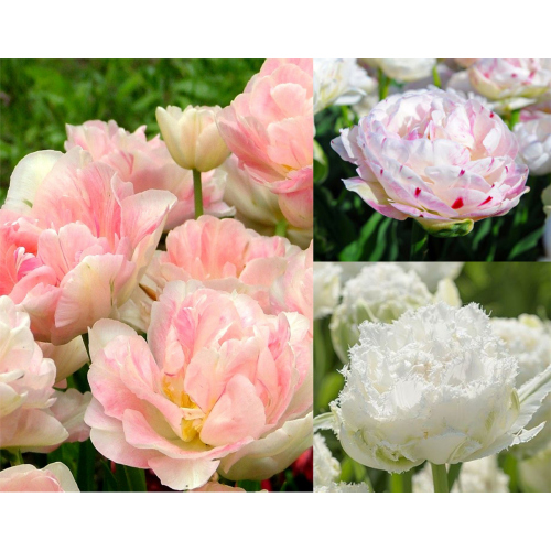 Pünkösdirózsa Tulipán Kollekció