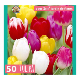 Triumph Tulipán Mix - 50 db