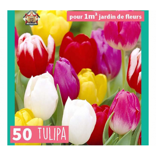 Triumph Tulipán Mix - 50 db