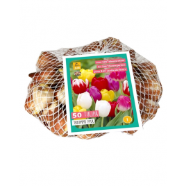 Triumph Tulipán Mix - 50 db