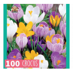 Krókusz Mix - XXL csomag