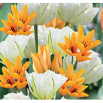 Napfürdő Tulipán Mix
