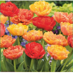 Lollypop Tulipán Mix