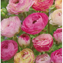 Fehér - Rózsaszín Boglárka