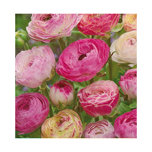 Fehér - Rózsaszín Boglárka