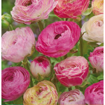 Fehér - Rózsaszín Boglárka