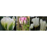 Fehér Szirmok - Tulipán Kollekció