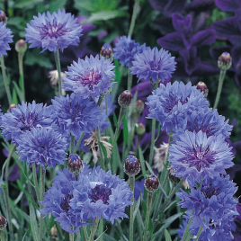 Búzavirág - Kék Herceg