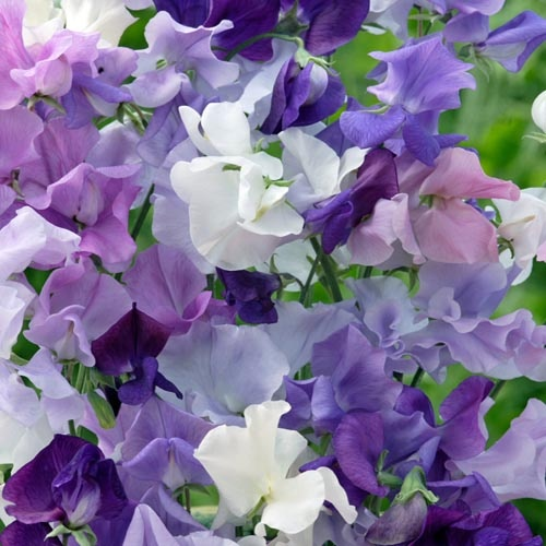 Szagos Díszbükköny - Óriás Fodros MIX