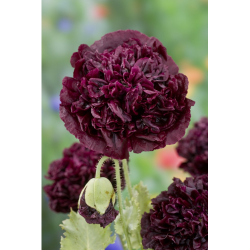 Pipacs - Fekete Peony