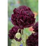 Pipacs - Fekete Peony